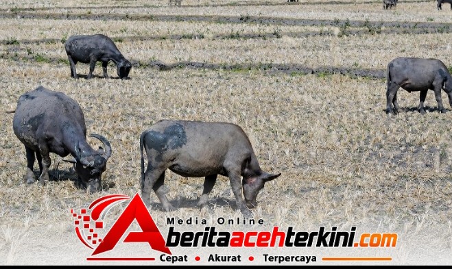 PJ Pengulu Bunga Melur Mengaku Tidak Mengetahui Tiga Ekor Kerbau Ketahanan Pangan Dijual